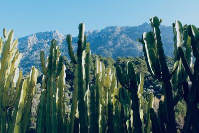 Cactus plants growing on field against sky