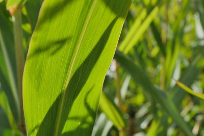 Close-up of green leaf