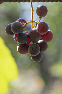 Close-up of grapes growing on tree