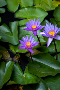 Close-up of purple water lily