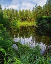 Reflection of trees in lake