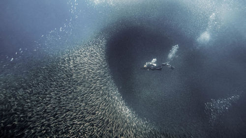 Jellyfish swimming in sea