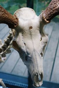 Close-up of animal skull