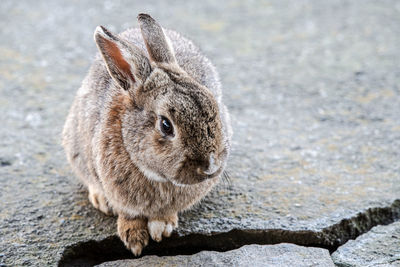 Close-up of rabbit