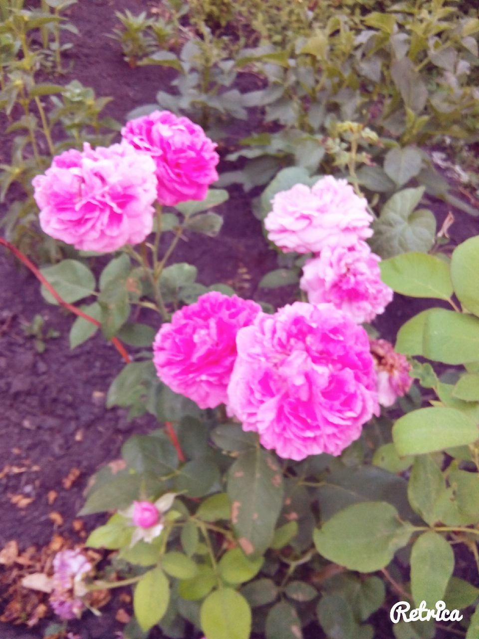 flower, pink color, freshness, petal, fragility, growth, leaf, beauty in nature, plant, nature, flower head, high angle view, blooming, close-up, focus on foreground, outdoors, day, pink, in bloom, park - man made space