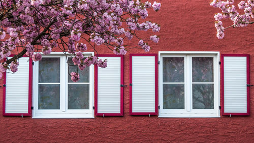 Pink flowering tree by window of building