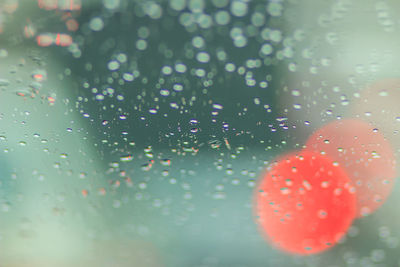 Close-up of raindrops on plant