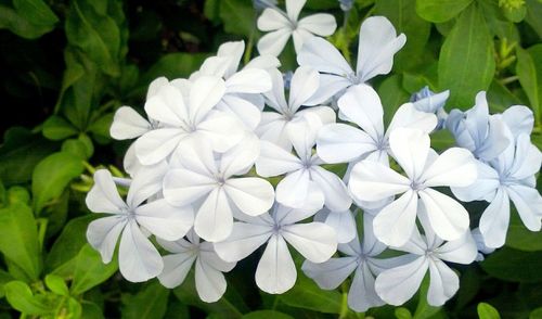 Close-up of white flowers