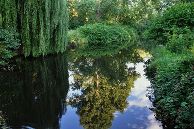 Reflection of trees in lake