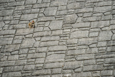 Low angle view of stone wall