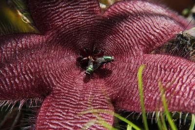 Close-up of bee on leaf