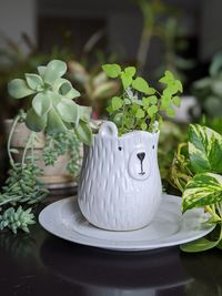 Close-up of white potted plant on table