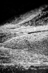 High angle view of gray heron flying over water