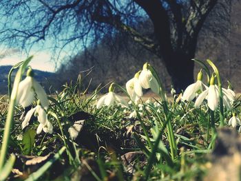 Close-up of flowers growing on tree