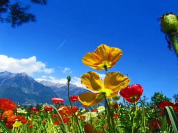 Close-up of yellow flowering plant against blue sky