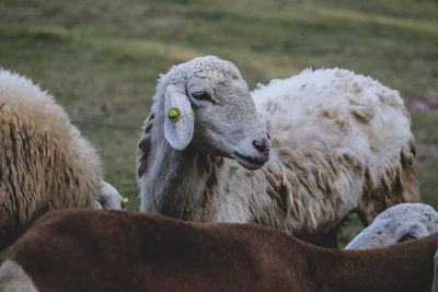 Close-up of sheep on field