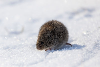 Close-up of a mouse on snow covered ground 