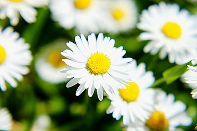 Close-up of white flowers blooming outdoors