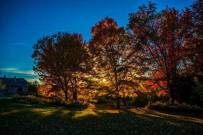 Trees on landscape during autumn