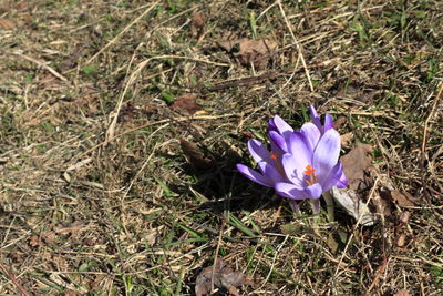 High angle view of purple crocus flowers on field