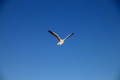 Low angle view of seagull flying in sky