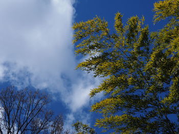 Low angle view of tree against sky