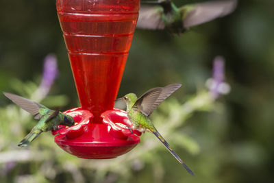 Close-up of red butterfly