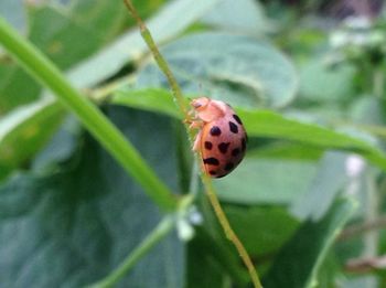 Close-up of ladybug on leaf