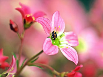 Close-up of honey bee pollinating on pink flower