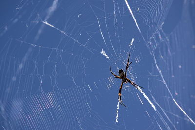 Close-up of spider and web against sky