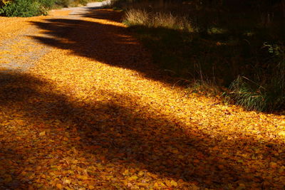 Sunlight falling on field during autumn