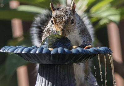 Close-up of squirrel eating food