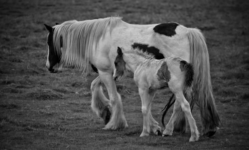 Horses on grass