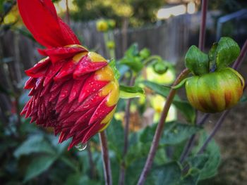 Close-up of red flower growing on plant