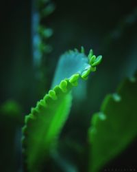 Close-up of fern