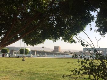 Trees in park by city against clear sky