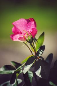 Close-up of pink rose plant