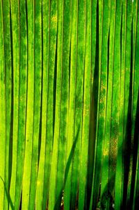 Full frame shot of fresh green leaf