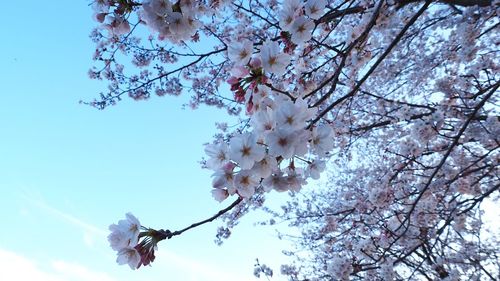 Low angle view of cherry blossoms in spring