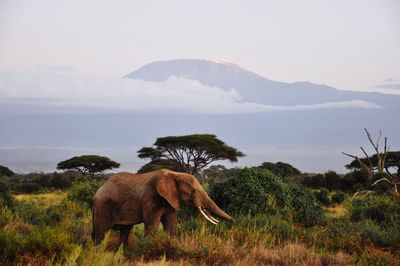 Elephant in a field