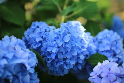 Close-up of blue hydrangea blooming outdoors