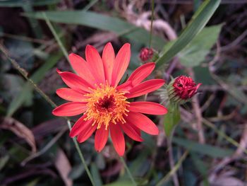 Close-up of red flowers