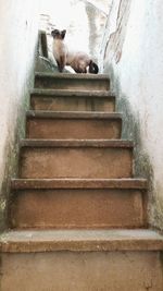 Dog perching on staircase
