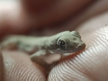Close-up of hand holding small lizard