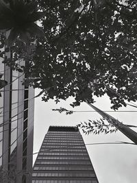 Low angle view of tree and building against sky