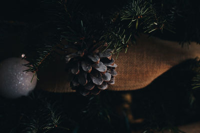 Close-up of pine cone on tree