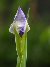 Close-up of purple iris flower