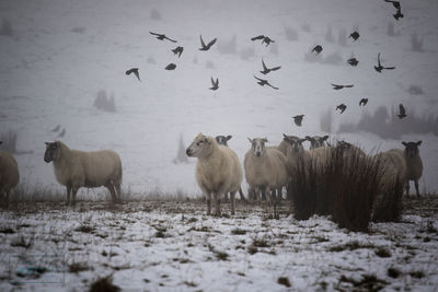 Sheep on snow covered field during winter