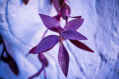 Close-up of purple flowering plant