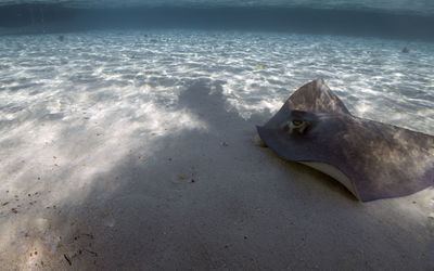sea